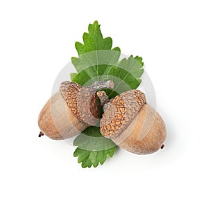 Acorns with leaves photo
