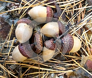 acorns lying among pine needles