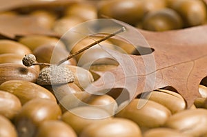 Acorns and Maple Leaf