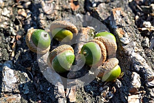 Acorns on oak bark