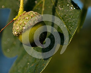 Acorns oak branch