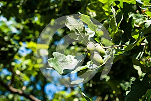 Acorns, oak fruits on a tree branch against a blue sky background