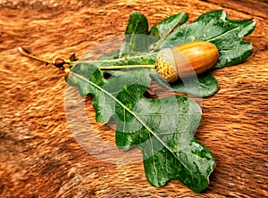 Acorns of oak with leaves lie on hemp