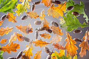 Acorns and oak leaves