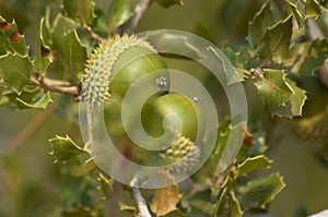 Acorns in the oak of the natural park photo