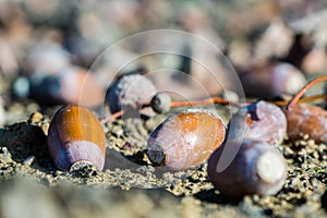 Acorns, or oak nuts on the ground, closeup