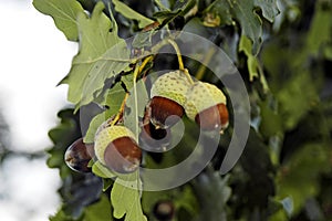 Acorns in oak tree