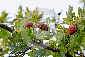 Acorns on a oak tree branch