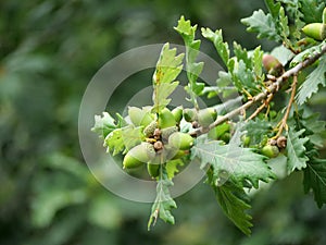 Acorns on oak tree branch