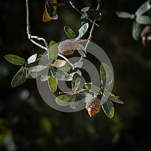 Acorns on an Oak Tree Branch
