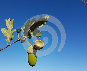 acorns oak tree leaves isolated on blue sky autumn