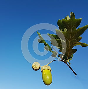 acorns oak tree leaves isolated on blue sky autumn