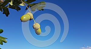 acorns oak tree leaves isolated on blue sky autumn