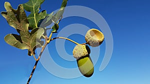 acorns oak tree leaves isolated on blue sky autumn