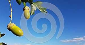 acorns oak tree leaves isolated on blue sky autumn