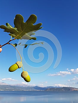 acorns oak tree leaves isolated on blue sky autumn