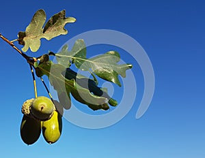 acorns oak tree leaves isolated on blue sky autumn