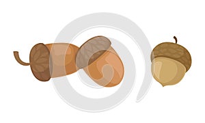 Acorns or Oaknut Containing Seeds Enclosed in Leathery Shell Vector Set