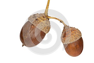 Acorns of a Pedunculate Oak, isolated photo