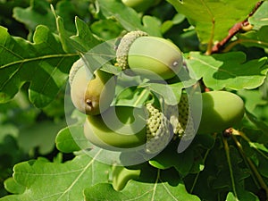 Acorns of Quercus robur tree