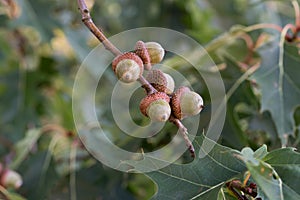 Acorns of red oak, quercus rubra on twig photo