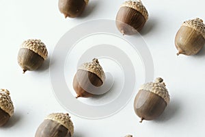 Acorns in rows for fall season