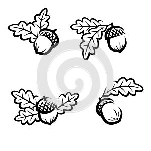 Acorns set. Collection icon acorns. Vector photo