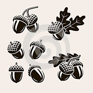 Acorns set. Vector