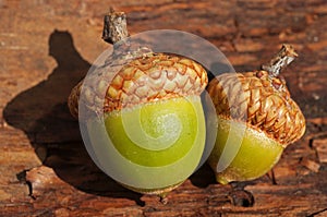 Acorns