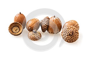 Acorns on a white background photo