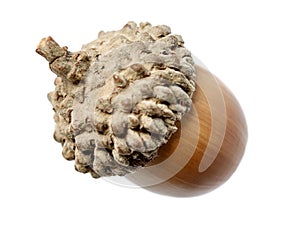 Acorns on white background