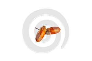 Acorns on a white background. Isolate
