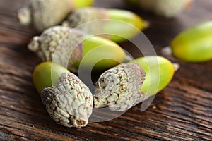 Acorns