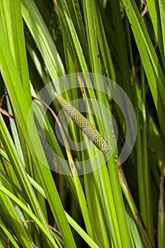 Acorus calamus