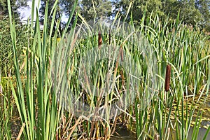 Acorus calamus, also called sweet flag or calamus.