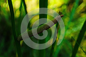 Acorus calamus or Calamus or Myrtle grass or Sweet flag or Sweet root flower.