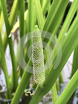 Acorus calamus or Calamus or Myrtle grass or Sweet root flower.