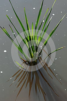 Acorus calamus, sweet flag. Plant in the water. The grass grows on the lake