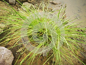 Acorus gramineus plants that grow on brackish water river rocks