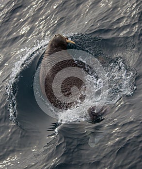 Acquaintance of the Pacific walrus