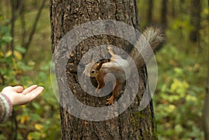 Acquaintance with a squirrel