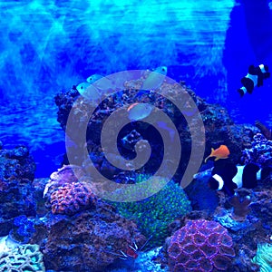 Acquario