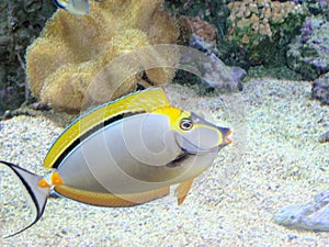 Acquarium fish