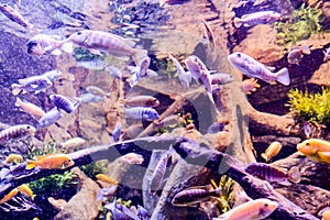 Acquarium Full of Beautiful Tropical Fishes photo