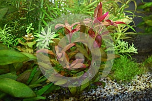 Acquarium plants leaves photo