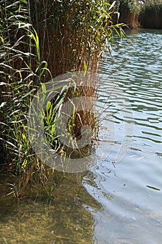 Acquatic reeds in Lavarone Lake near Folgaria, Trentino Alto Adige