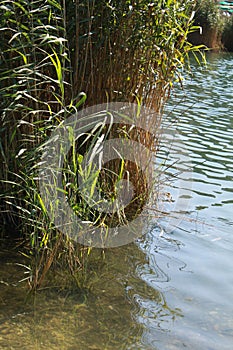 Acquatic reeds in Lavarone Lake near Folgaria, Trentino Alto Adige