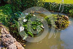 The acquatic white calla lily known as zantedeschia aethiopica