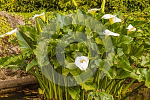 the acquatic white calla lily known as zantedeschia aethiopica