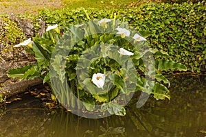 The acquatic white calla lily known as zantedeschia aethiopica